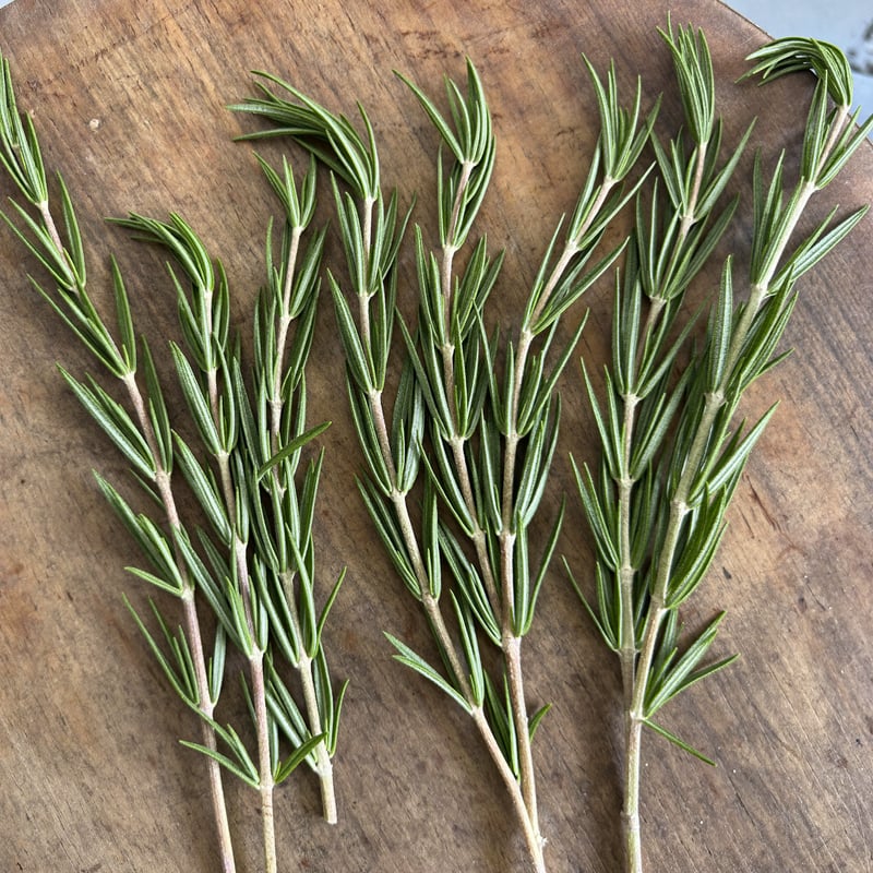 Rosemary
